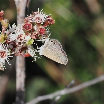 Nacaduba biocellata at Booth, ACT - 28 Jan 2024 by RAllen