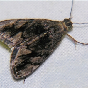 Unverified Pyralid or Snout Moth (Pyralidae & Crambidae) at Saint George, QLD - 2 Nov 2009 by PJH123