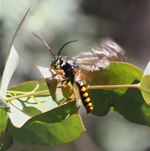 Agriomyia sp. (genus) at Booth, ACT - 28 Jan 2024 by RAllen