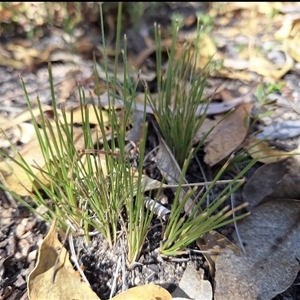 Lomandra sp. at Kambah, ACT - 5 May 2025 by jac