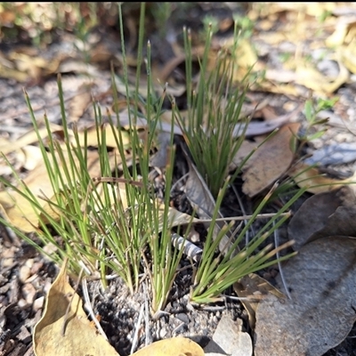 Lomandra (genus) (A Matrush) at Kambah, ACT - 10 Jun 2025 by jac