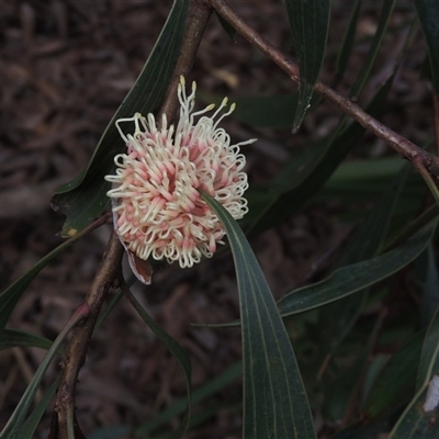 Hakea laurina (Pincushion Hakea) at Capital Hill, ACT - 24 Jul 2024 by MichaelBedingfield