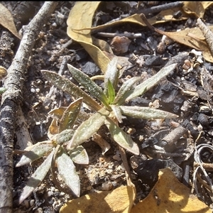 Unverified Plant at Kambah, ACT - 5 May 2025 by jac