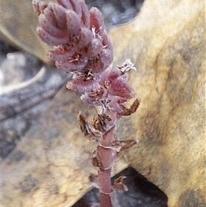 Crassula sieberiana at Kambah, ACT - 19 May 2025 by jac