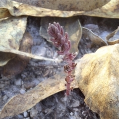 Crassula sp. at Kambah, ACT - 19 May 2025 12:18 PM