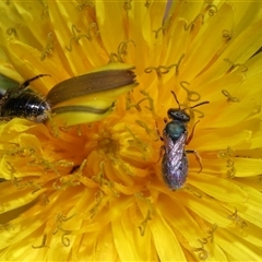 Lasioglossum (Homalictus) urbanum (Furrow Bee) at Yarralumla, ACT - 6 May 2025 by TimL