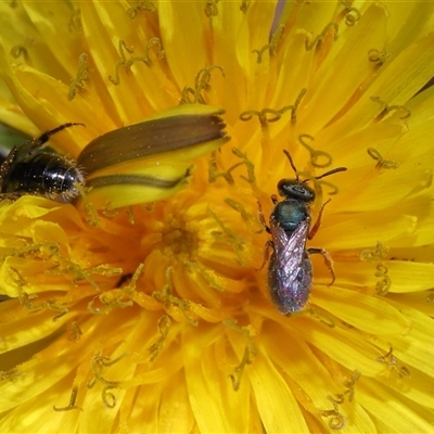 Lasioglossum (Homalictus) urbanum (Furrow Bee) at Yarralumla, ACT - 6 May 2025 by TimL
