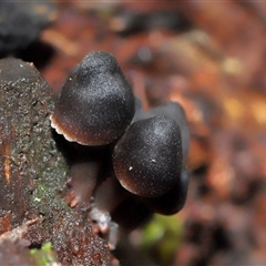 Mycena sp. (genus) (Mycena) at Paddys River, ACT - 28 May 2025 by TimL