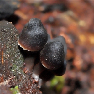 Unverified Cap on a stem; gills below cap [mushrooms or mushroom-like] at Paddys River, ACT - 28 May 2025 by TimL
