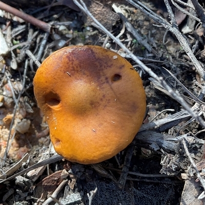 Unverified Cap on a stem; gills below cap [mushrooms or mushroom-like] at Kambah, ACT - 1 Jun 2025 by Jennybach