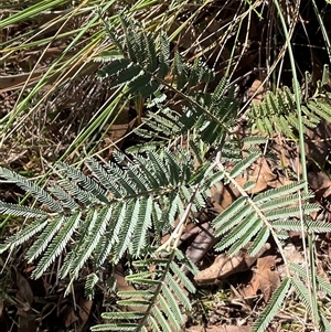 Acacia dealbata subsp. dealbata (Silver Wattle) at Kambah, ACT - 1 Jun 2025 by Jennybach