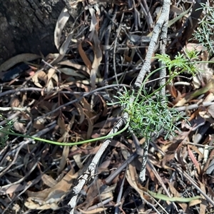 Clematis leptophylla (Small-leaf Clematis, Old Man's Beard) at Kambah, ACT - 1 Jun 2025 by Jennybach