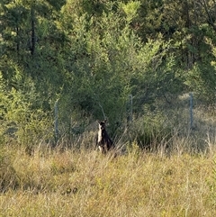 Macropus giganteus at Orangeville, NSW - 3 Jun 2025 by belleandjason
