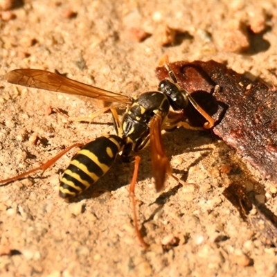 Polistes (Polistes) chinensis (Asian paper wasp) at Fyshwick, ACT - 3 Jun 2025 by Thurstan