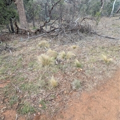 Nassella trichotoma (Serrated Tussock) at Ainslie, ACT - 2 Jun 2025 by clarket