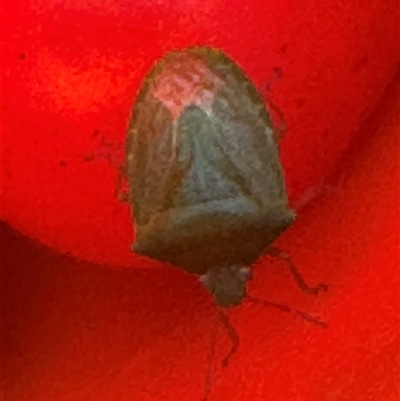 Cuspicona simplex (Green potato bug) at Kangaroo Valley, NSW - 3 Jun 2025 by lbradley