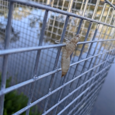 ODONATA at Hackett, ACT - 3 Jun 2025 by WalterEgo