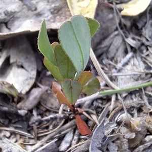 Unverified Other Shrub at Kambah, ACT - 19 May 2025 by jac