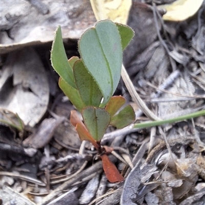 Unverified Other Shrub at Kambah, ACT - 19 May 2025 by jac