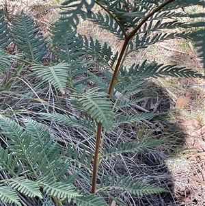 Pteridium esculentum (Bracken) at Kambah, ACT - 1 Jun 2025 by Jennybach