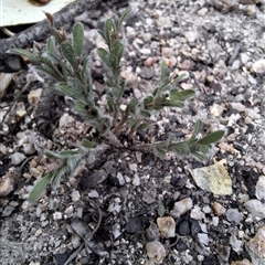 Unverified Pea at Kambah, ACT - 19 May 2025 by jac