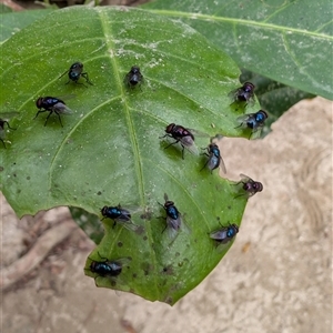 Unverified Insect at Syndicate, QLD - Yesterday by mroseby