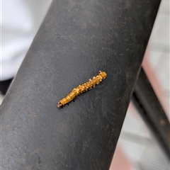 Unverified Insect at Syndicate, QLD - Yesterday by mroseby