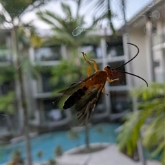Unverified Wasp (Hymenoptera, Apocrita) at Port Douglas, QLD - Yesterday by mroseby