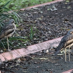 Burhinus grallarius at Brisbane City, QLD - 1 Jun 2025 by HappyWanderer