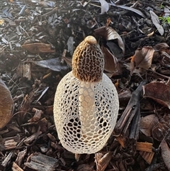 Phallus indusiatus at Port Douglas, QLD - Yesterday by mroseby