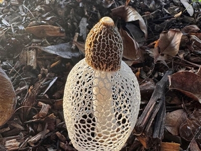 Phallus indusiatus at Port Douglas, QLD - Yesterday by mroseby