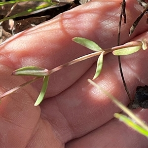 Hypericum gramineum at Kambah, ACT - 1 Jun 2025 by Jennybach