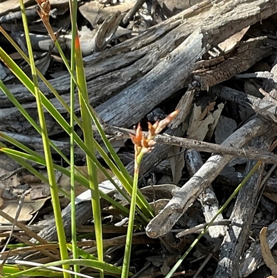Lepidosperma laterale (Variable Sword Sedge) at Kambah, ACT - 1 Jun 2025 by Jennybach