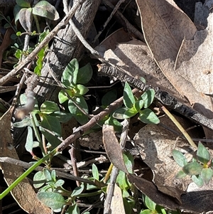Unverified Plant at Kambah, ACT - 1 Jun 2025 by Jennybach