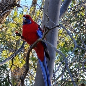 Platycercus elegans (Crimson Rosella) at Isaacs, ACT - Yesterday by Mike