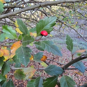 Crataegus azarolus at Fadden, ACT - Yesterday by Mike