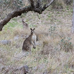 Macropus giganteus (Eastern Grey Kangaroo) at Isaacs, ACT - 3 Jun 2025 by Mike