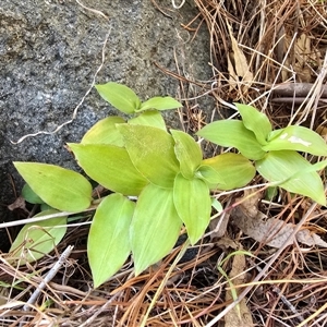 Tradescantia fluminensis at Isaacs, ACT - Yesterday by Mike