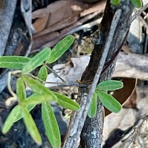 Unverified Climber or Mistletoe at Kambah, ACT - 1 Jun 2025 by Jennybach