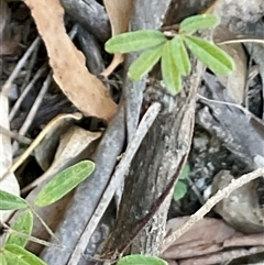 Glycine clandestina at Kambah, ACT - 1 Jun 2025 12:52 PM