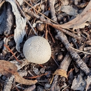 Unverified Puffball & the like at Latham, ACT - Yesterday by Caric