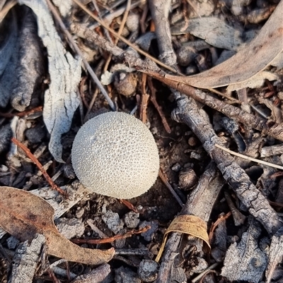 Lycoperdon sp. (Puffball) at Latham, ACT - 3 Jun 2025 by Caric