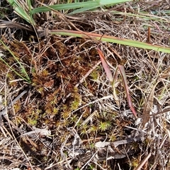 Unverified Lichen, Moss or other Bryophyte at Latham, ACT - 22 Apr 2025 by Caric