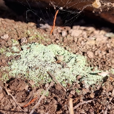 Unverified Lichen, Moss or other Bryophyte at Latham, ACT - 26 May 2025 by Caric