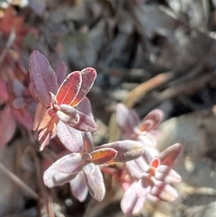 Hypericum perforatum (St John's Wort) at Kambah, ACT - 1 Jun 2025 by Jennybach