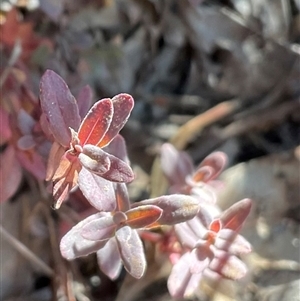 Unverified Plant at Kambah, ACT - 1 Jun 2025 by Jennybach