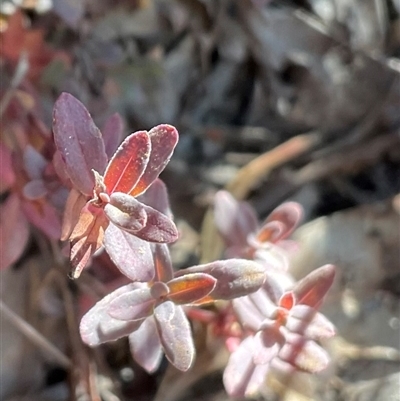 Hypericum perforatum (St John's Wort) at Kambah, ACT - 1 Jun 2025 by Jennybach