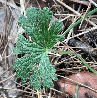 Geranium sp. at Macgregor, ACT - 2 Jun 2025 by Jennybach
