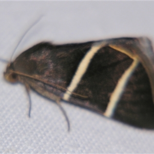 Grammodes justa (Plain Box-Owlet) at Saint George, QLD - 2 Nov 2009 by PJH123