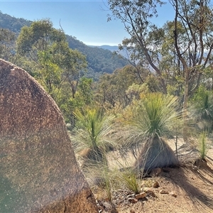 Xanthorrhoea sp. at Kambah, ACT - 1 Jun 2025 by Jennybach